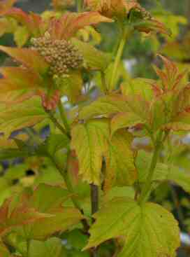 Physocarpus opulifolius Dart's Gold shrubs for sale mail order ireland garden centre wexford